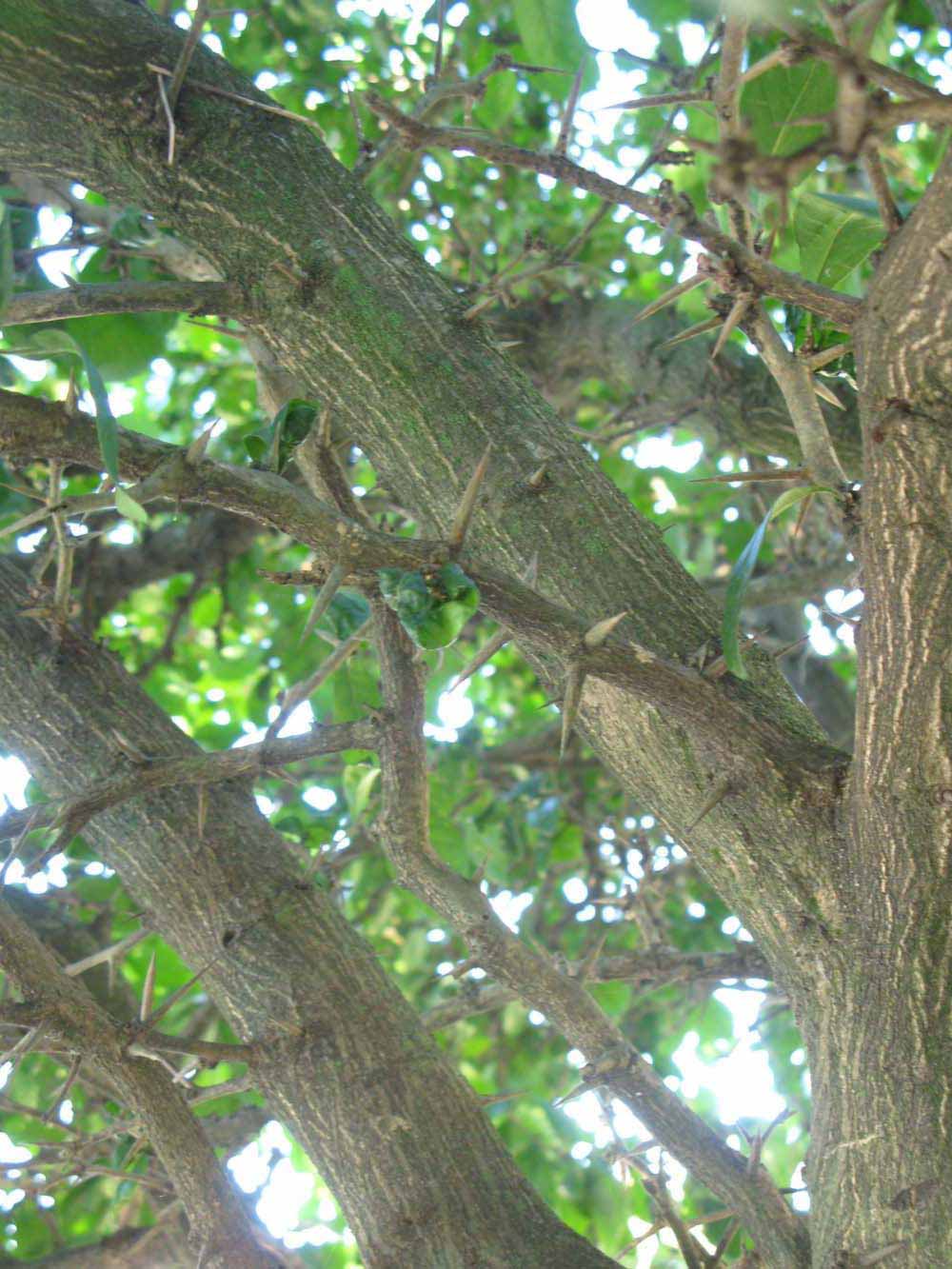            Bark (Winter Haven, FL)   